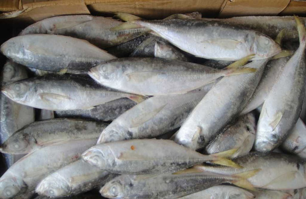 魚(yú)類(lèi)冷藏